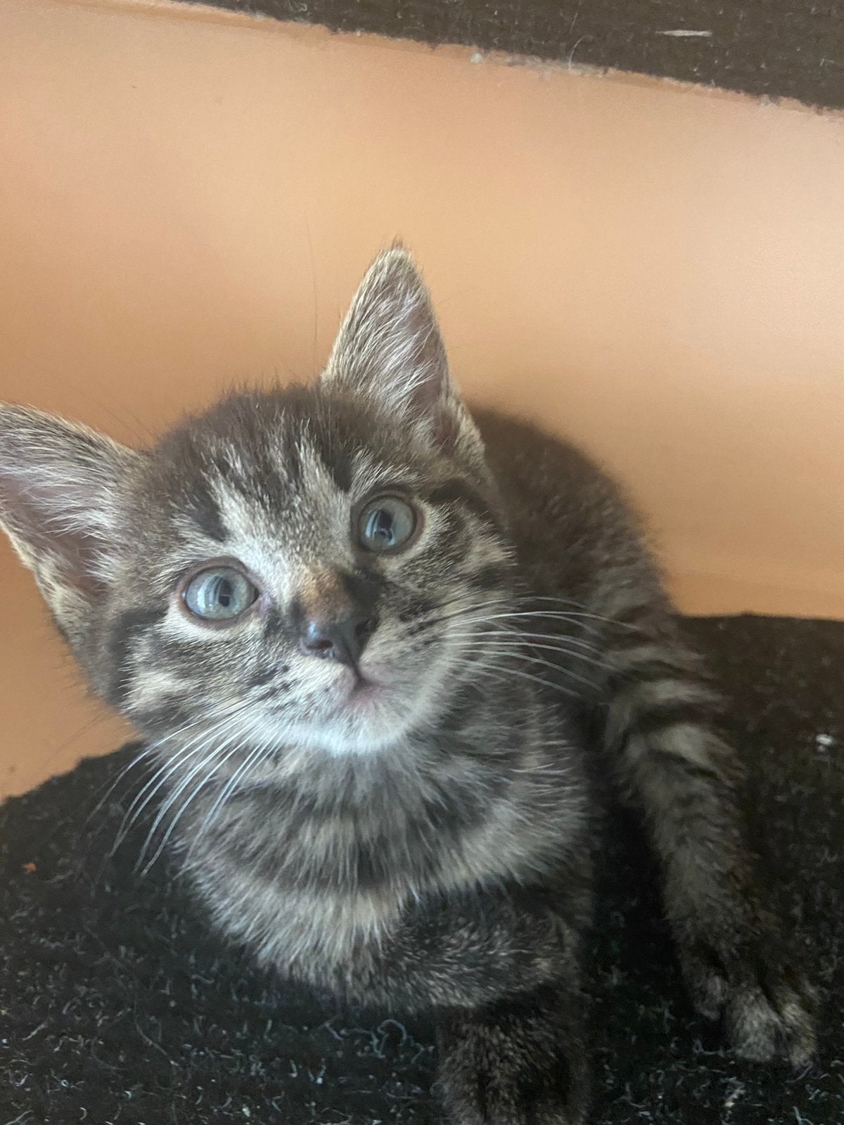 2 mooie tabby kittens, Meerdere dieren