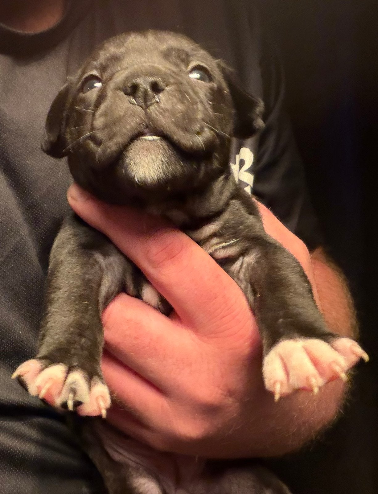 American Staffordshire Terier (Puppy/Teefje), Parvo, 8 tot 15 weken, Teef, Eén hond