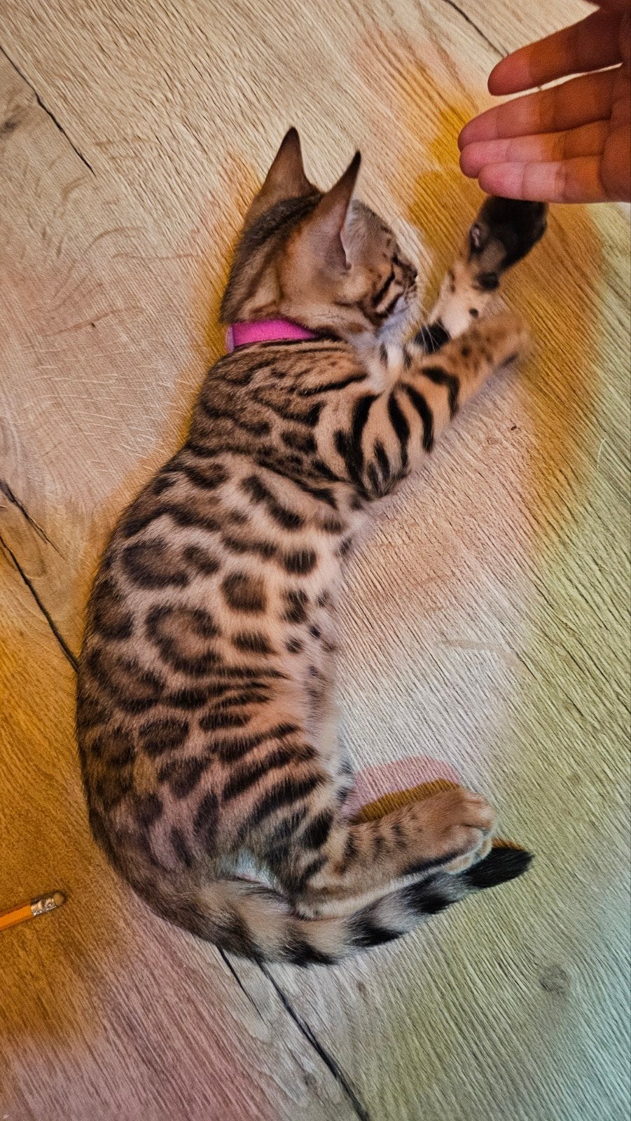 ☆Top ras☆ Bengaalse kitten met stamboom, Meerdere dieren, Met stamboom