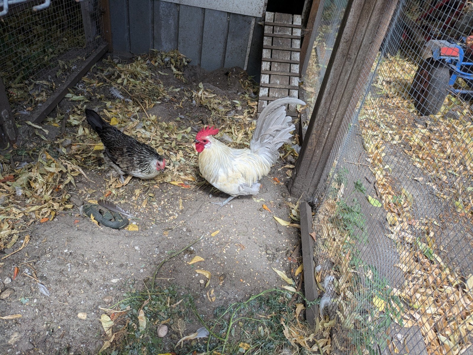 Krielkippen, (Bassette), Meerdere dieren, Kip