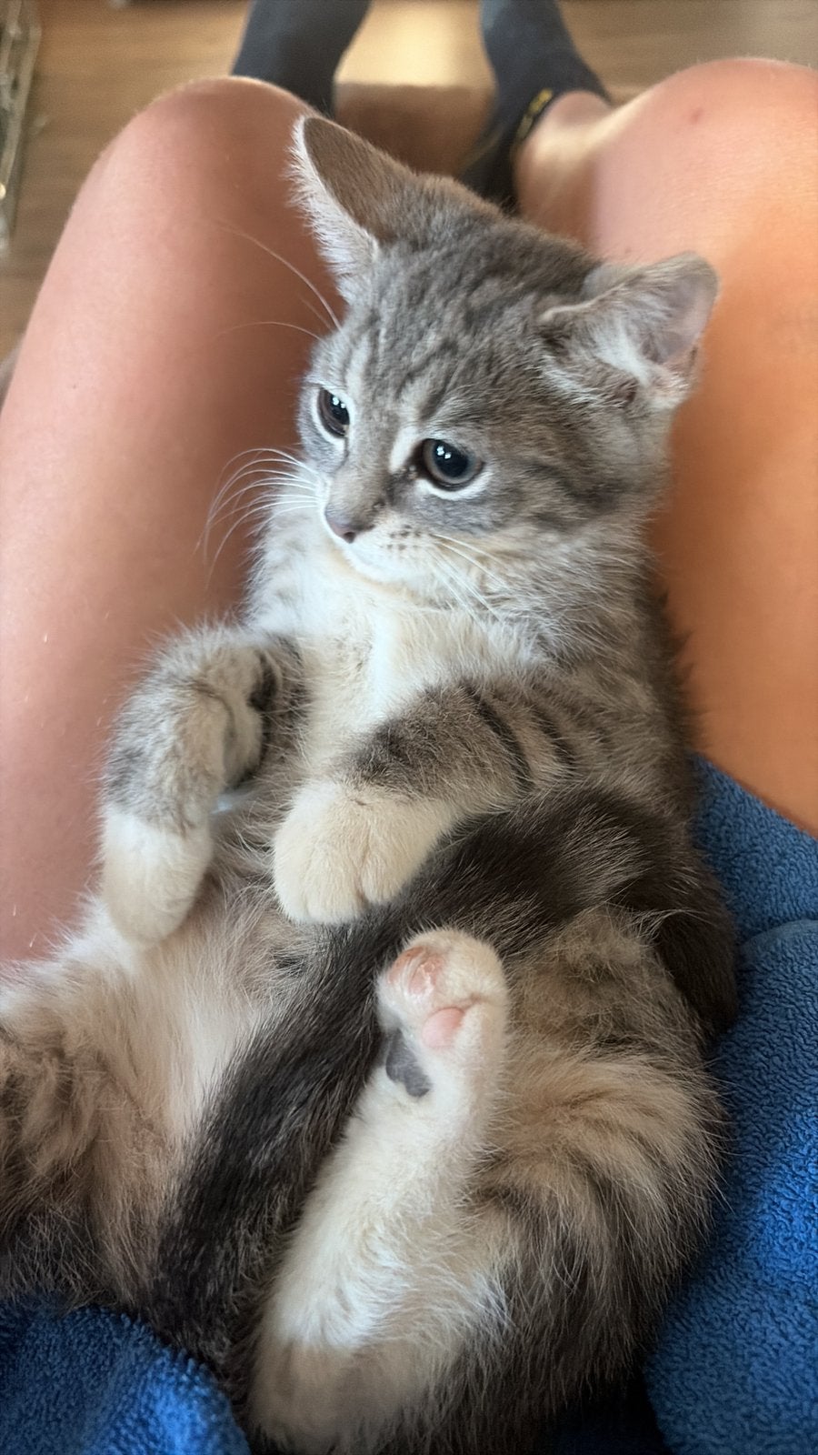 Kitten te koop, Kater, 0 tot 2 jaar