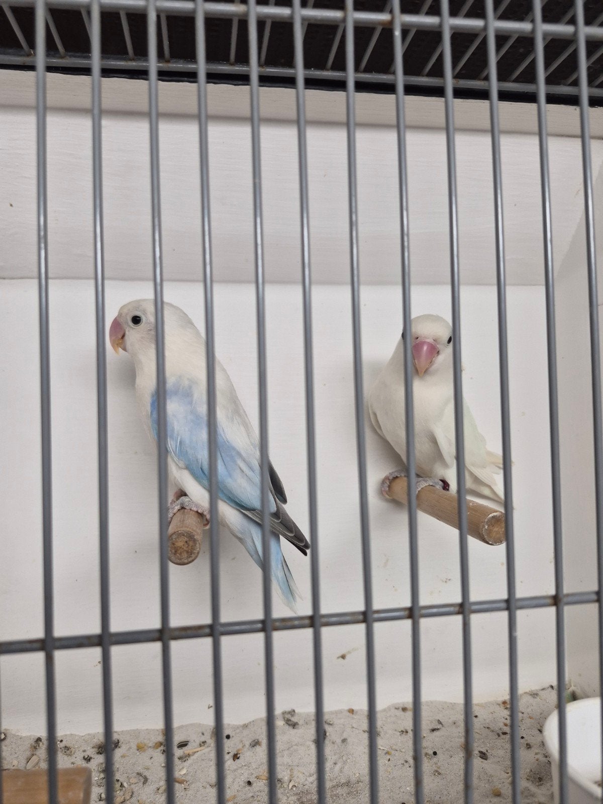kweekkoppel fischeri agapornis, Meerdere dieren, Dwergpapegaai of Agapornis, Geringd