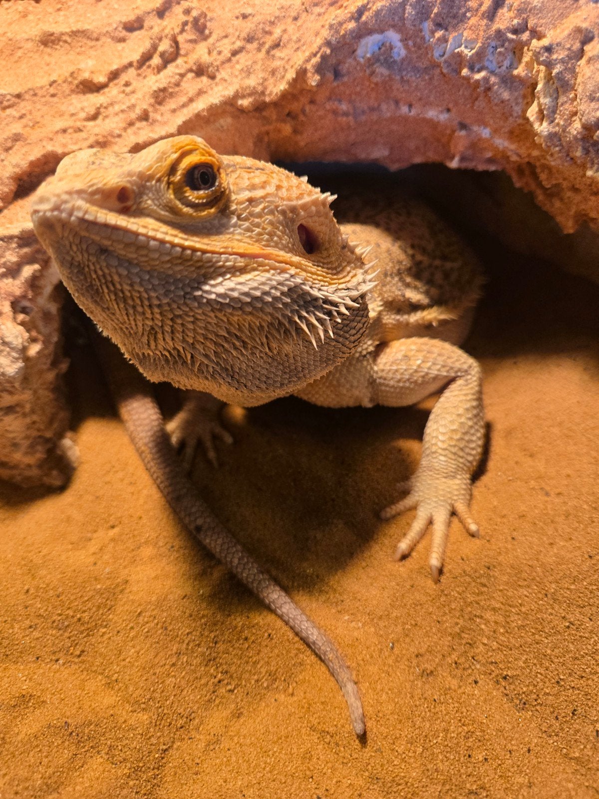 Baardagaam Man Met Terrarium En Terrariumkast Bearded Dragon photo 8