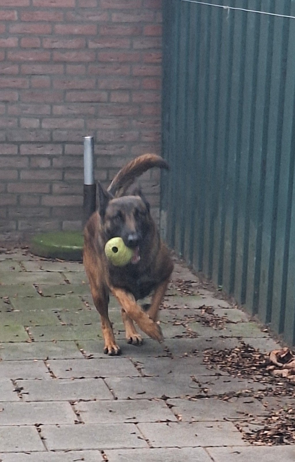 mechelse herder 1,5jaar, Dieren en Toebehoren, 1 tot 2 jaar, Teef, Eén hond, Herder
