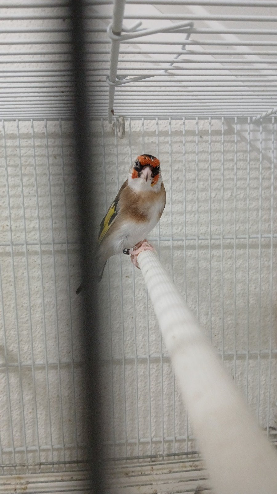 klein putter, Dieren en Toebehoren, Vogels | Overige Vogels, Mannelijk, Wildzangvogel