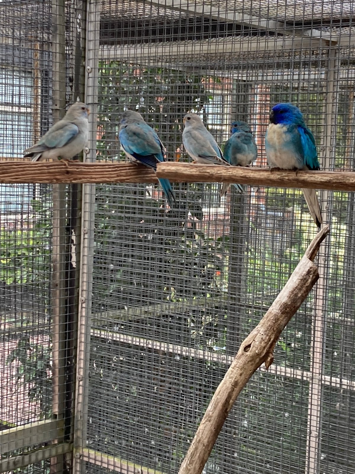 Kweekkoppel Splendid parkiet Blauw witborst met 3 jongen, Meerdere dieren, Parkiet