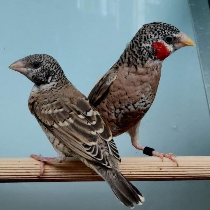 Amadina fasciata, Dieren en Toebehoren, Vogels | Overige Vogels, Meerdere dieren
