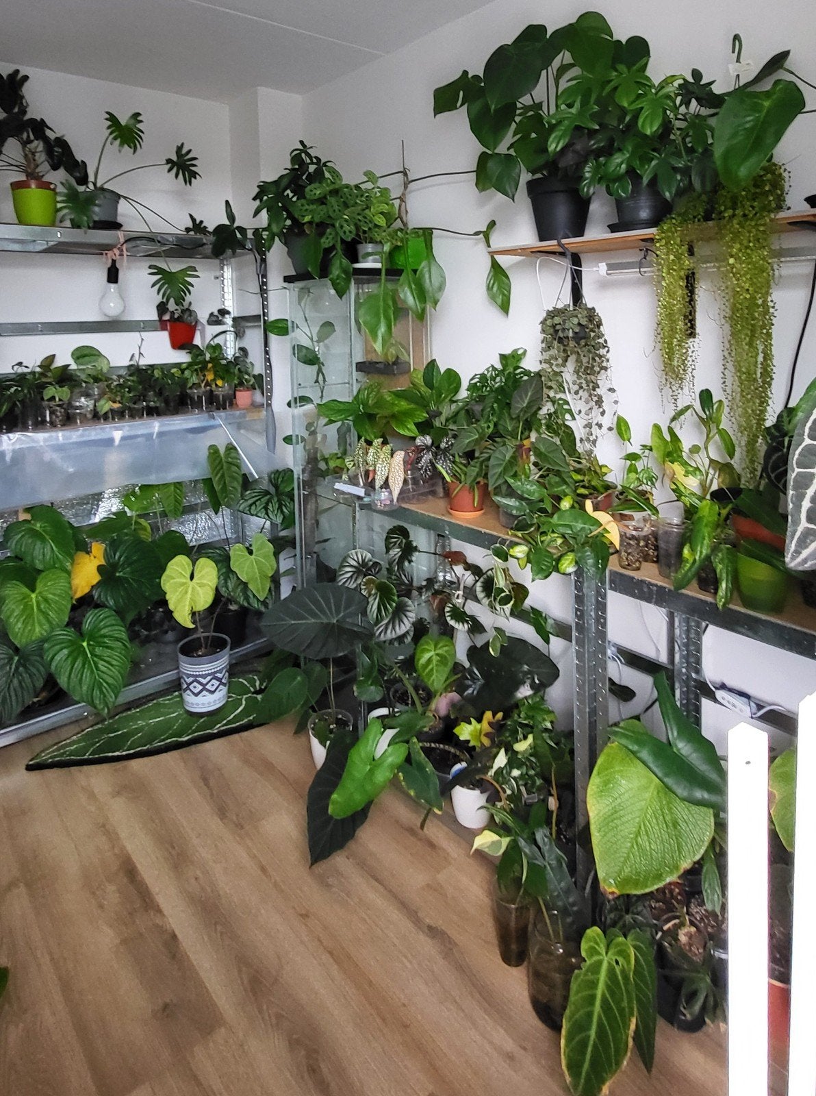 Diverse kamerplanten ( syngonium, anthurium, philo, hoya), Ophalen of Verzenden, Halfschaduw, Minder dan 100 cm