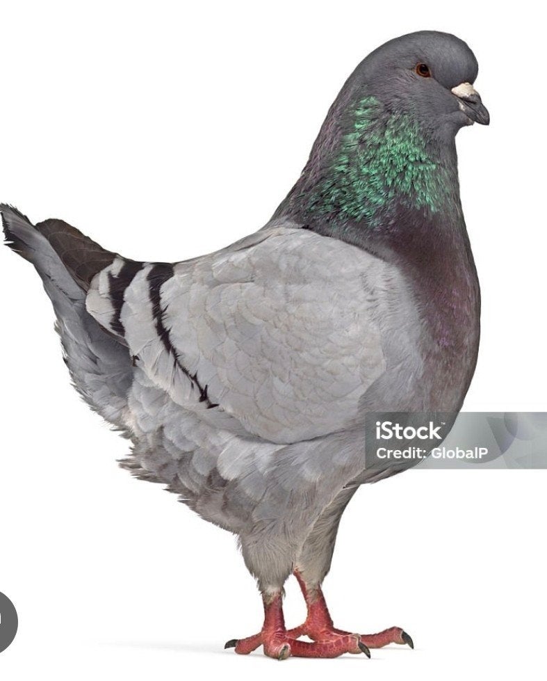 King duif, Meerdere dieren, Overige soorten