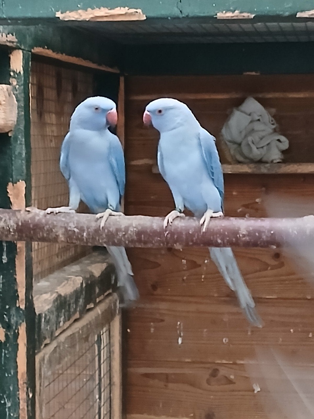 te koop een mooie violet opaline halsband parkiet, Dieren en Toebehoren, Vrouwelijk, Parkiet, Geringd