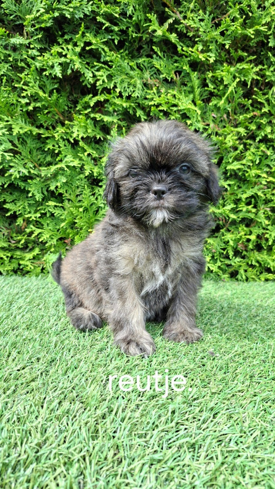 Zeer mooie speelse boomer pups., Parvo, 8 tot 15 weken, Meerdere, Nederland