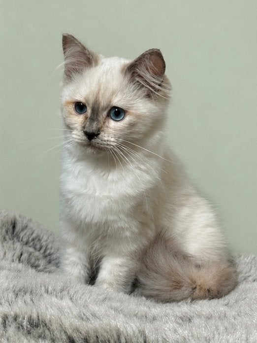 Speelse Ragdoll kittens mogen naar nieuw thuis, Dieren en Toebehoren, Katten en Kittens | Raskatten | Langhaar, Meerdere dieren