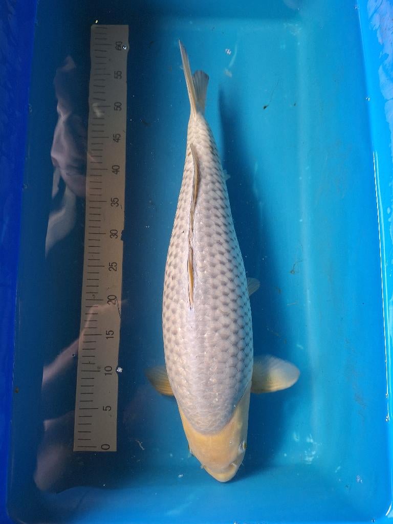 mooie koi karper, Karper of Koi