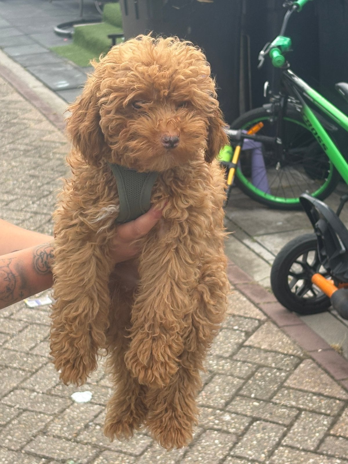 Toy poedel reu, Dieren en Toebehoren, Honden | Niet-rashonden, 15 weken tot 1 jaar, Reu, Eén hond, Middel