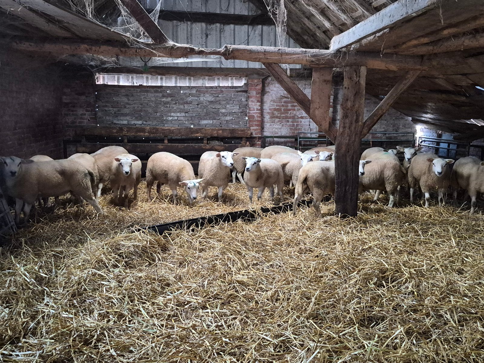 22 rammen, Mannelijk, Schaap, 0 tot 2 jaar