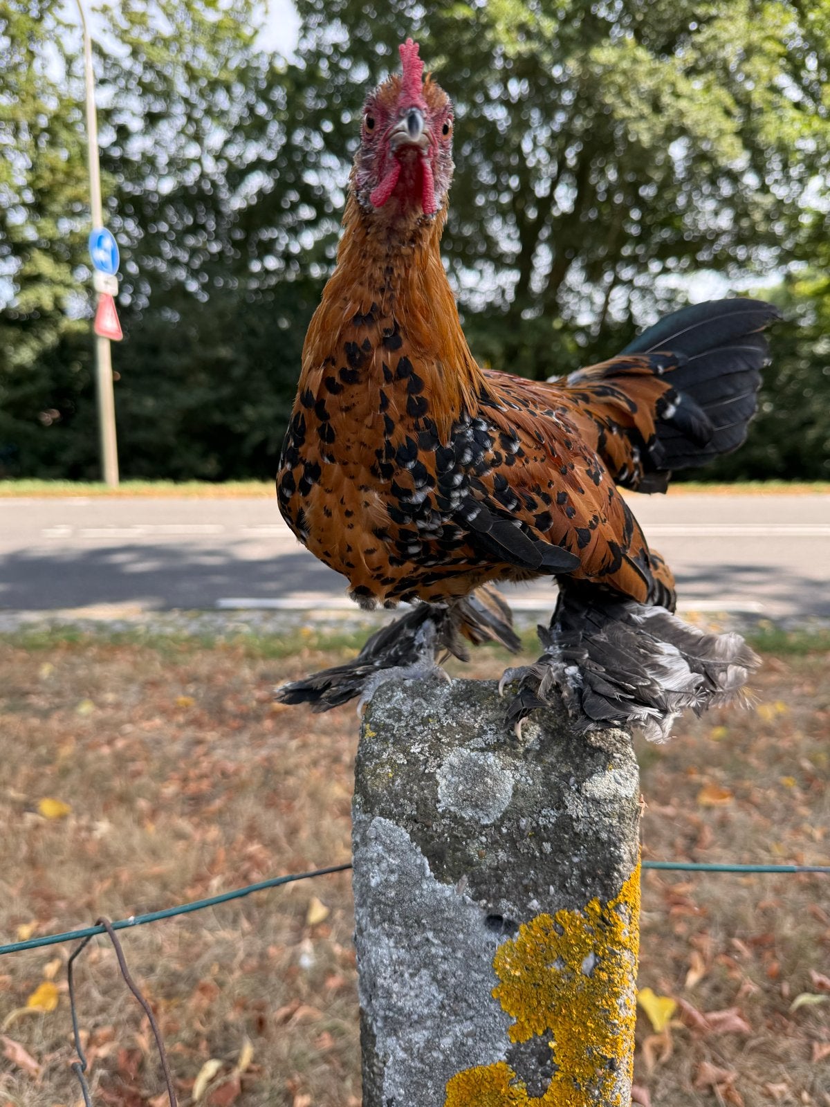 Sabelpoot kriel hanen, kleur porselein., Mannelijk, Kip