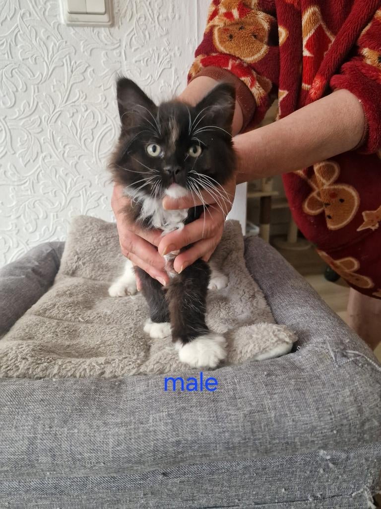 Maine Coons, Dieren en Toebehoren, Katten en Kittens | Raskatten | Langhaar, Meerdere dieren