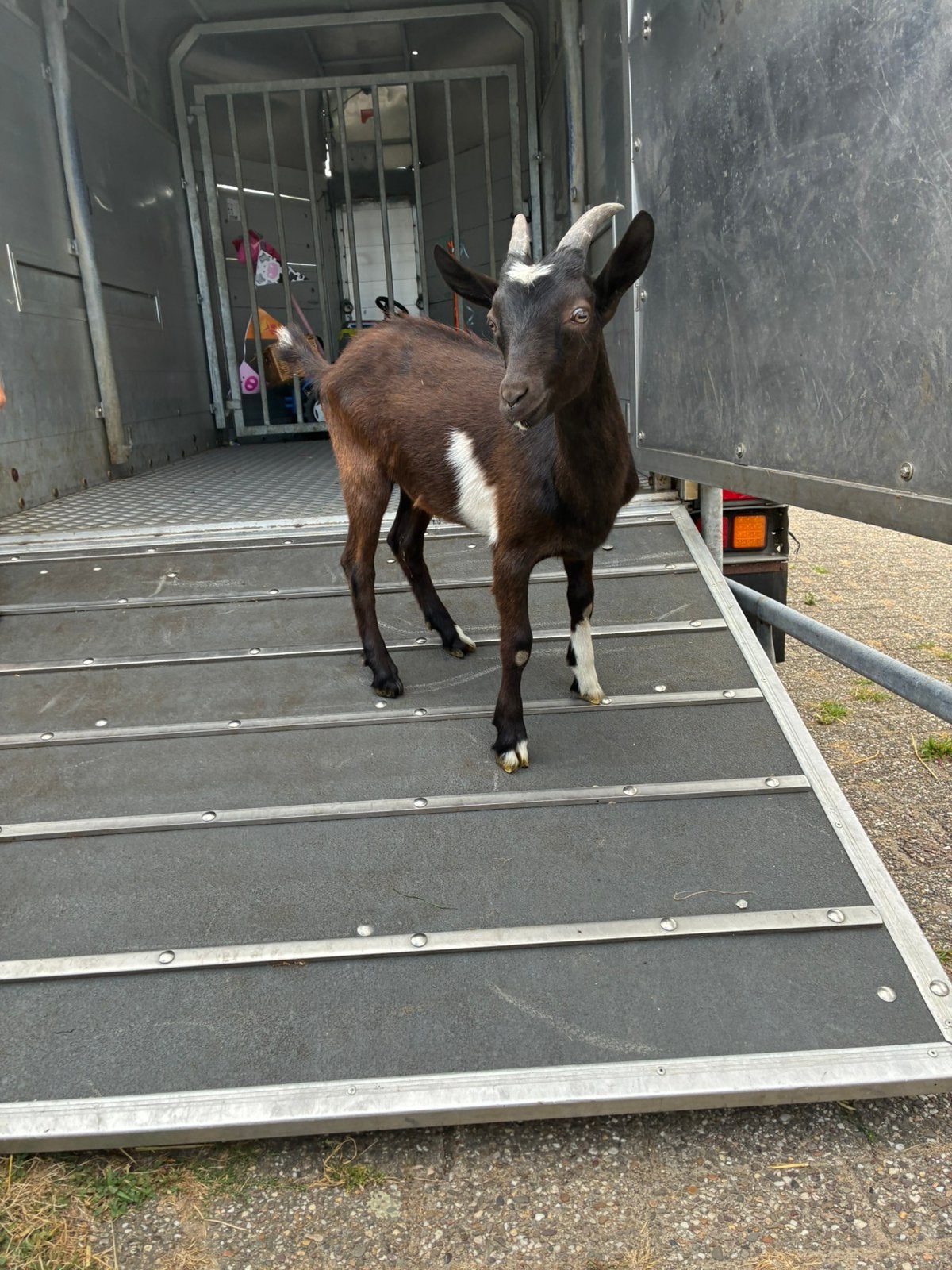Zwartbonte bok, Mannelijk, Geit, 0 tot 2 jaar