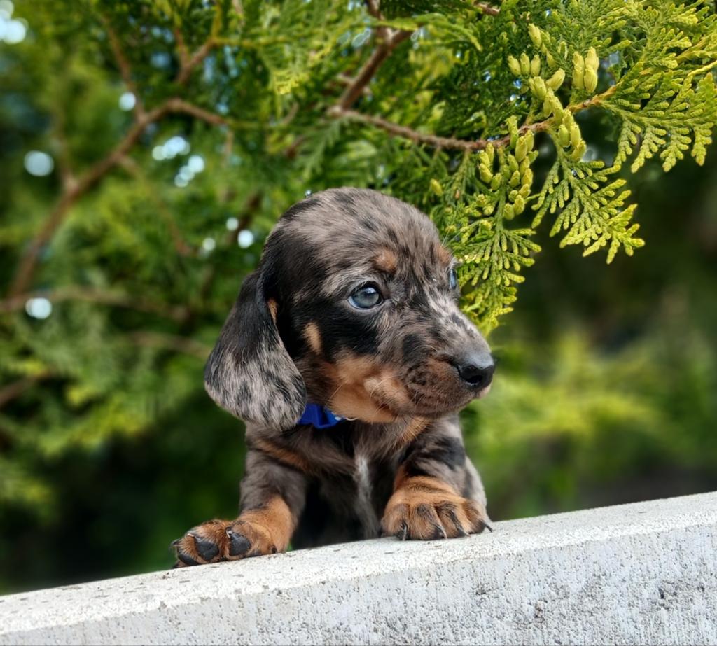 ✨️️Prachtige kleine teckel pups️✨️, Dieren en Toebehoren, Parvo, 8 tot 15 weken, Korthaar, Dwerg