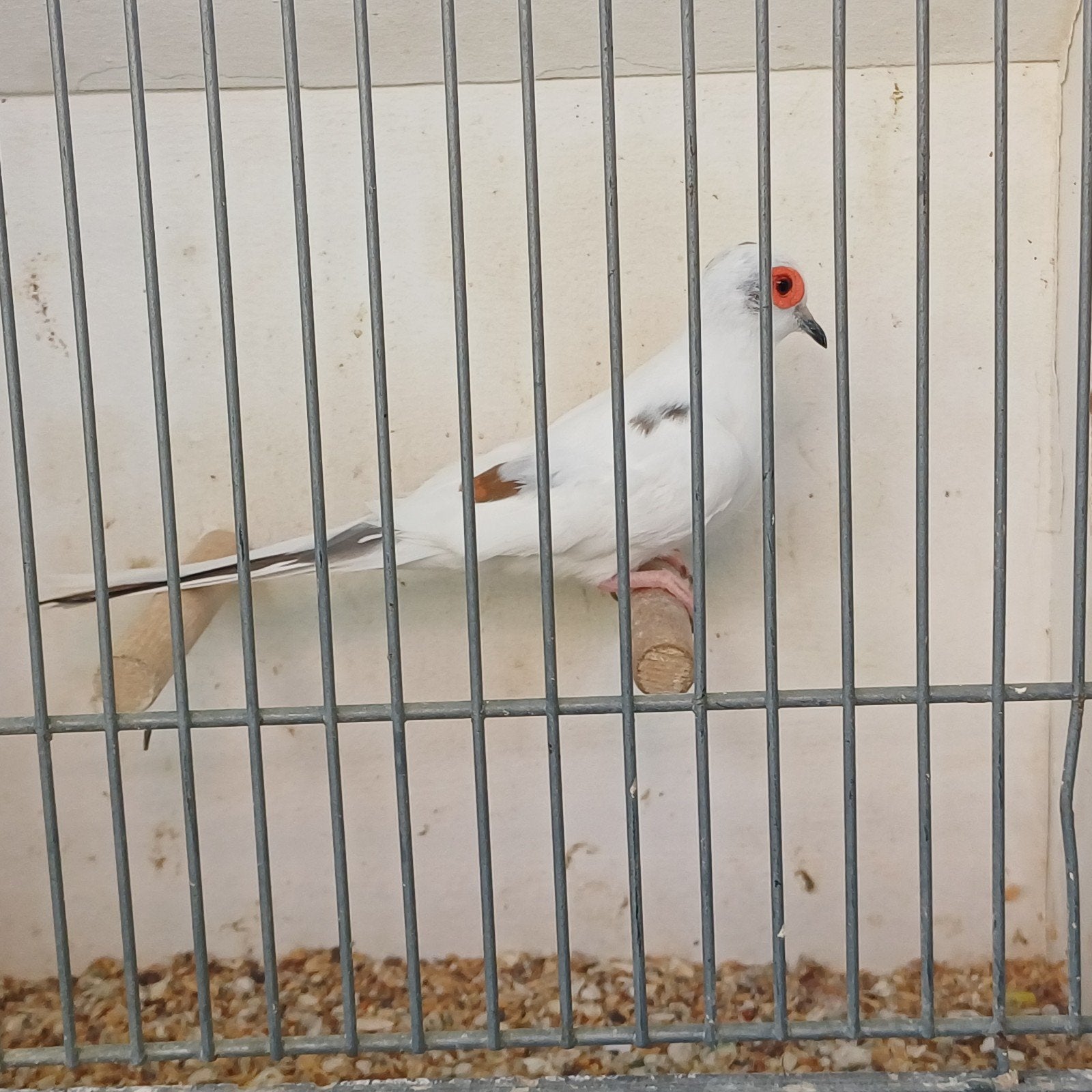 witte diamantduif, doffer, Mannelijk, Geringd