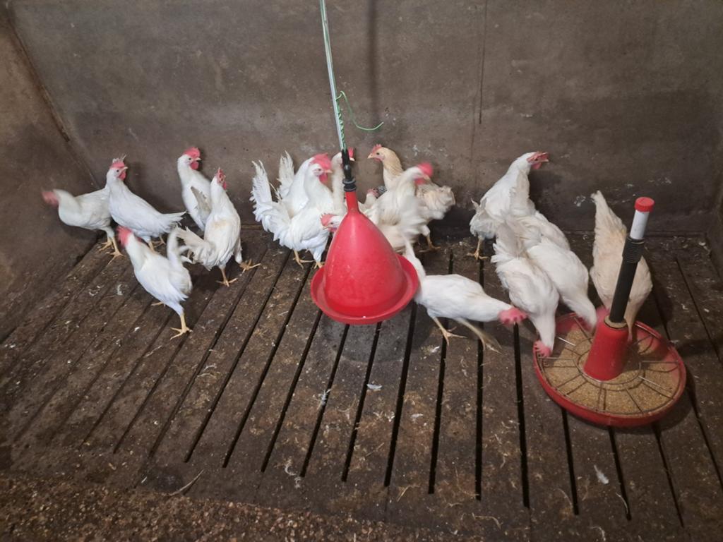 Te koop Jonge haanen, Dieren en Toebehoren, Meerdere dieren, Kip