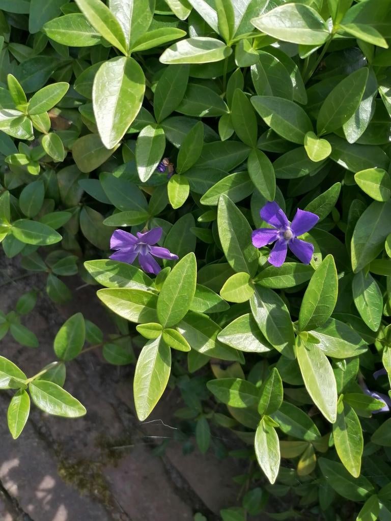 Mooie bodembedekker met paarse bloemetjes, Tuin en Terras, Planten | Tuinplanten, Vaste plant, Bodembedekkers, Halfschaduw, Lente