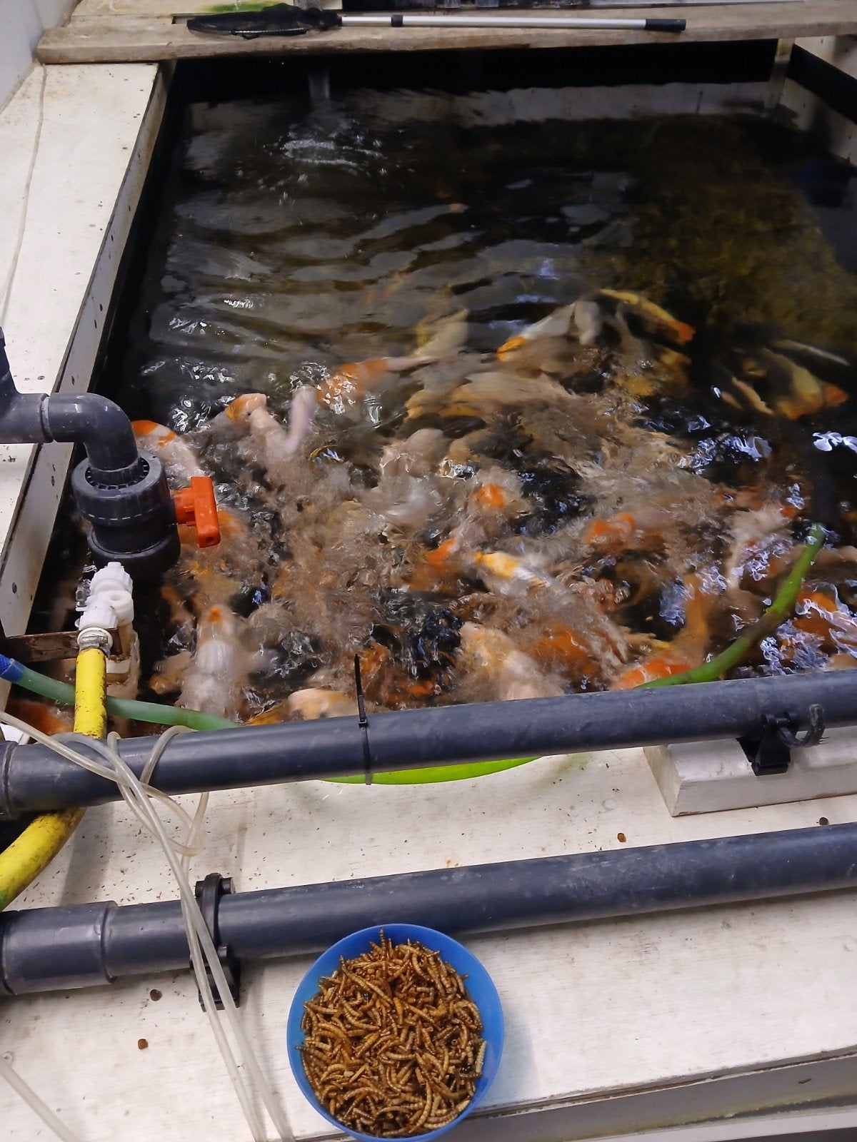 koi karpers, Karper of Koi