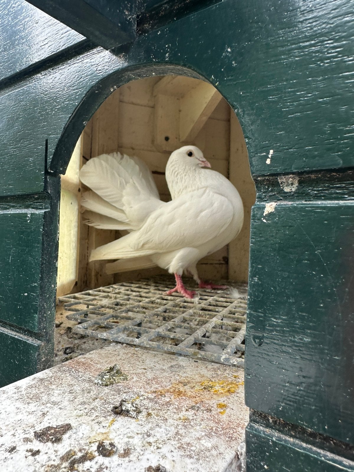 Pauwstaart, Dieren en Toebehoren, Pluimvee, Mannelijk, Kip