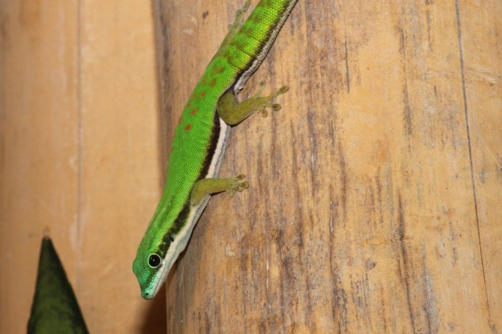 Phelsuma nigristriata vrouw gezocht, Dieren en Toebehoren, 0 tot 2 jaar