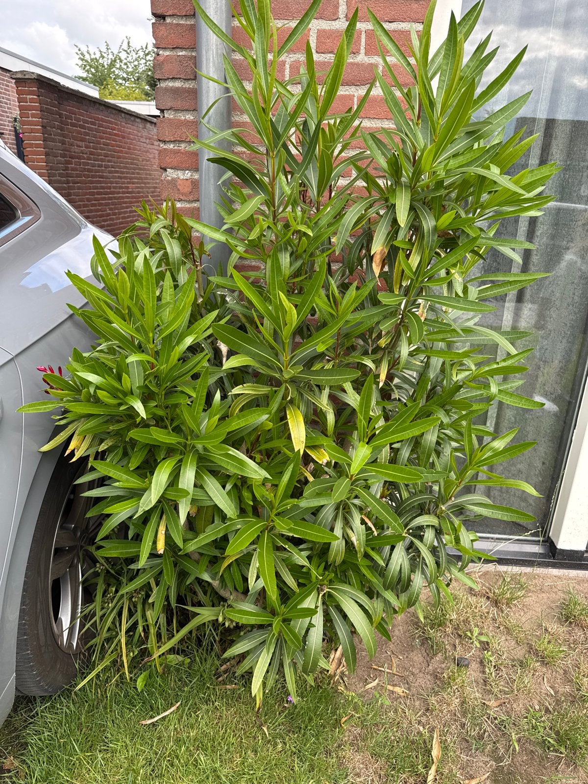 Rode Oleander Plant - Prachtige Mediterrane Sfeer, Tuin en Terras, Planten | Tuinplanten, Volle zon, Vaste plant, Zomer, Ophalen