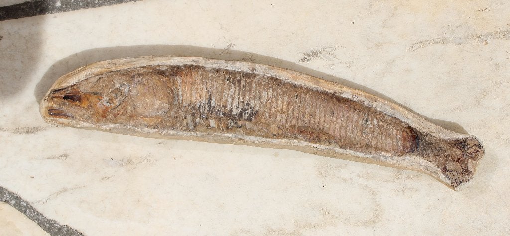fossiele vis VINCTIFER COMPTONI uit BRAZILIE, Ophalen of Verzenden, Fossiel