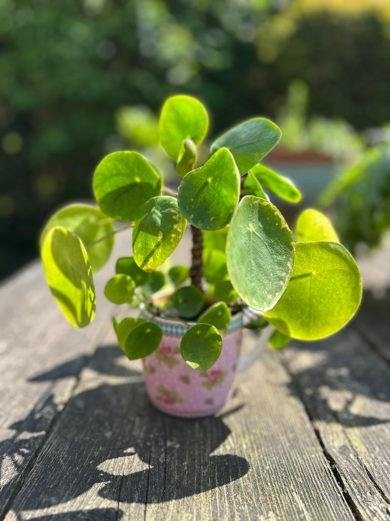 Pannenkoekplant Pilea Peperomioides in beker, Huis en Inrichting, Kamerplanten, Ophalen, Halfschaduw, Minder dan 100 cm