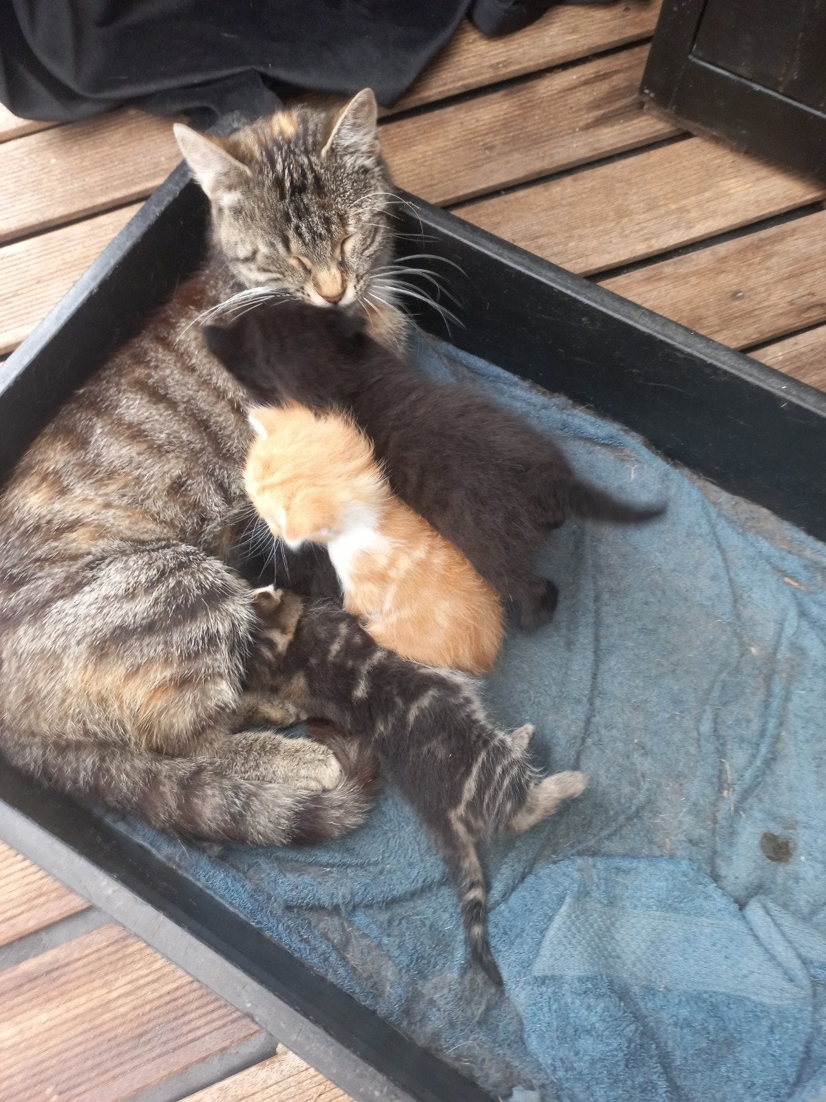 4 kittens zoeken liefdevol huisje, Dieren en Toebehoren, Katten en Kittens | Overige Katten, Meerdere dieren