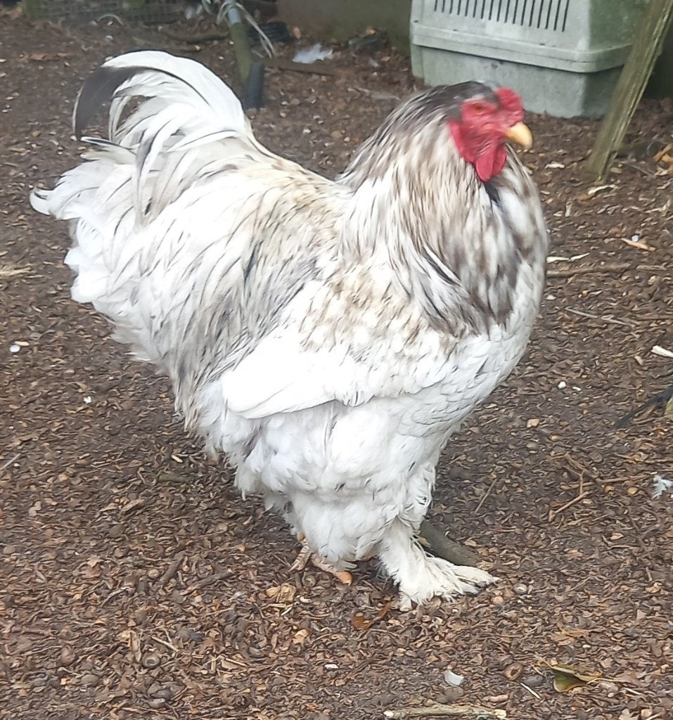 Trio Brahma groothoen, blauw wit gepareld / blauw, Dieren en Toebehoren, Meerdere dieren, Kip