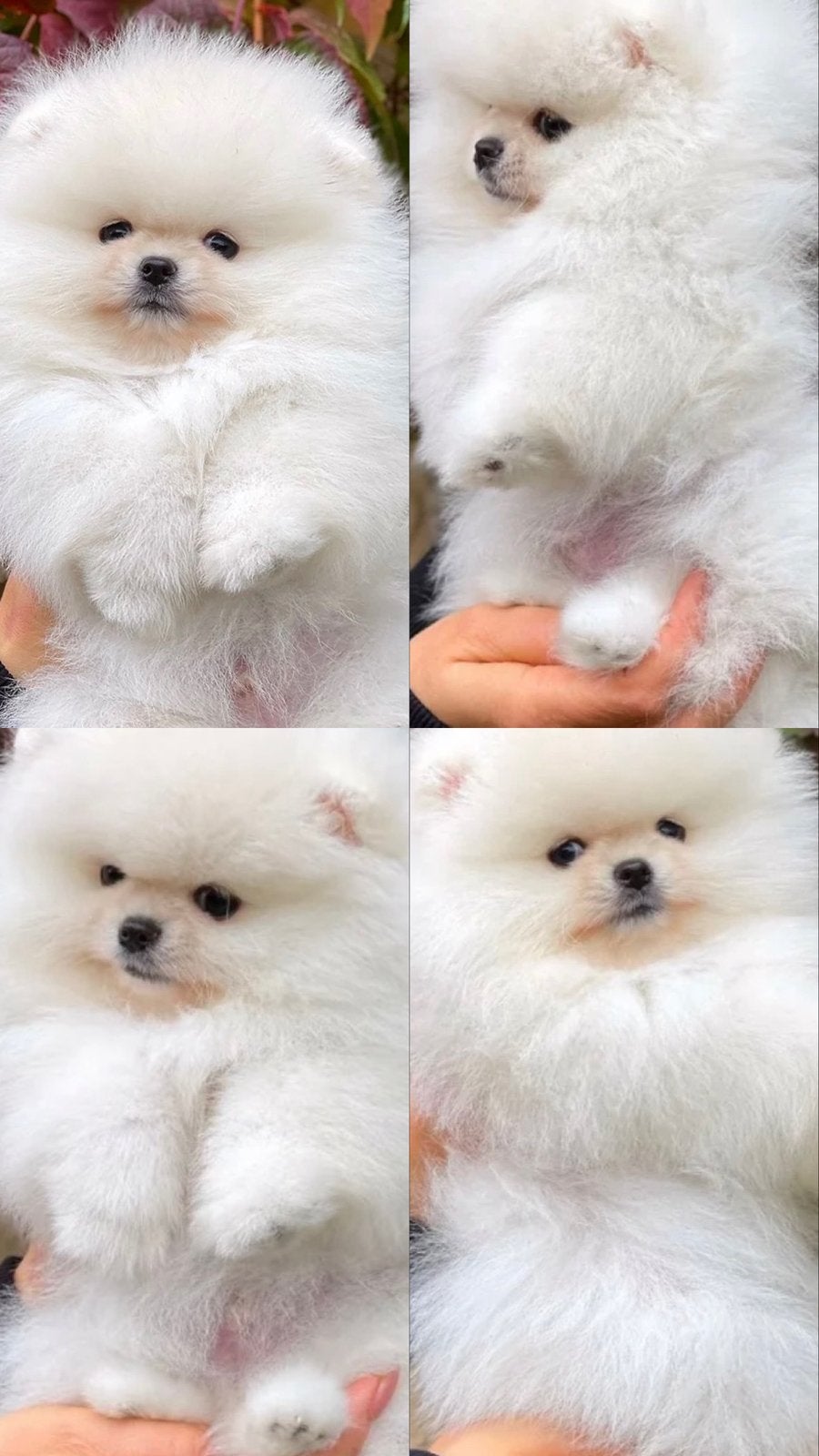 Pomeriaan puppy, Dieren en Toebehoren, Particulier, Keeshond, 15 weken tot 1 jaar, Reu