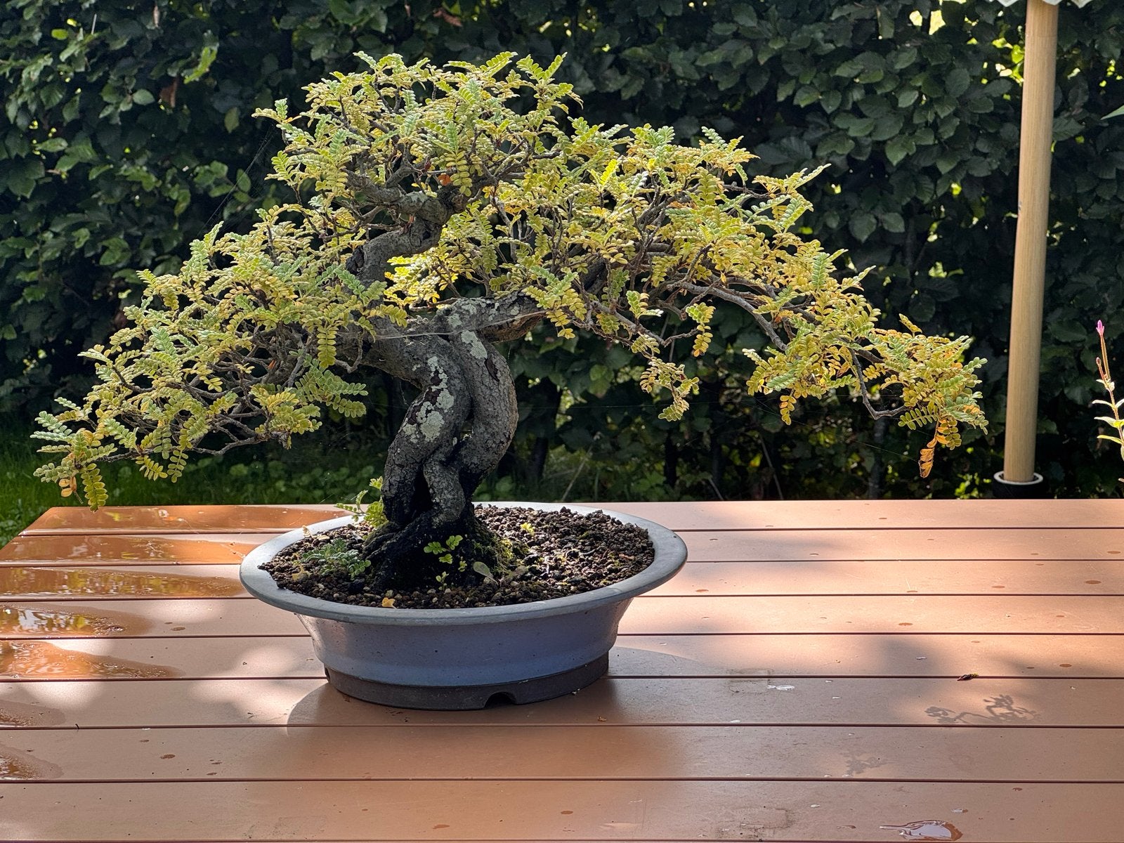 Osteomeles Bonsai - 40 jaar oud, Vaste plant, Halfschaduw, Lente, Ophalen
