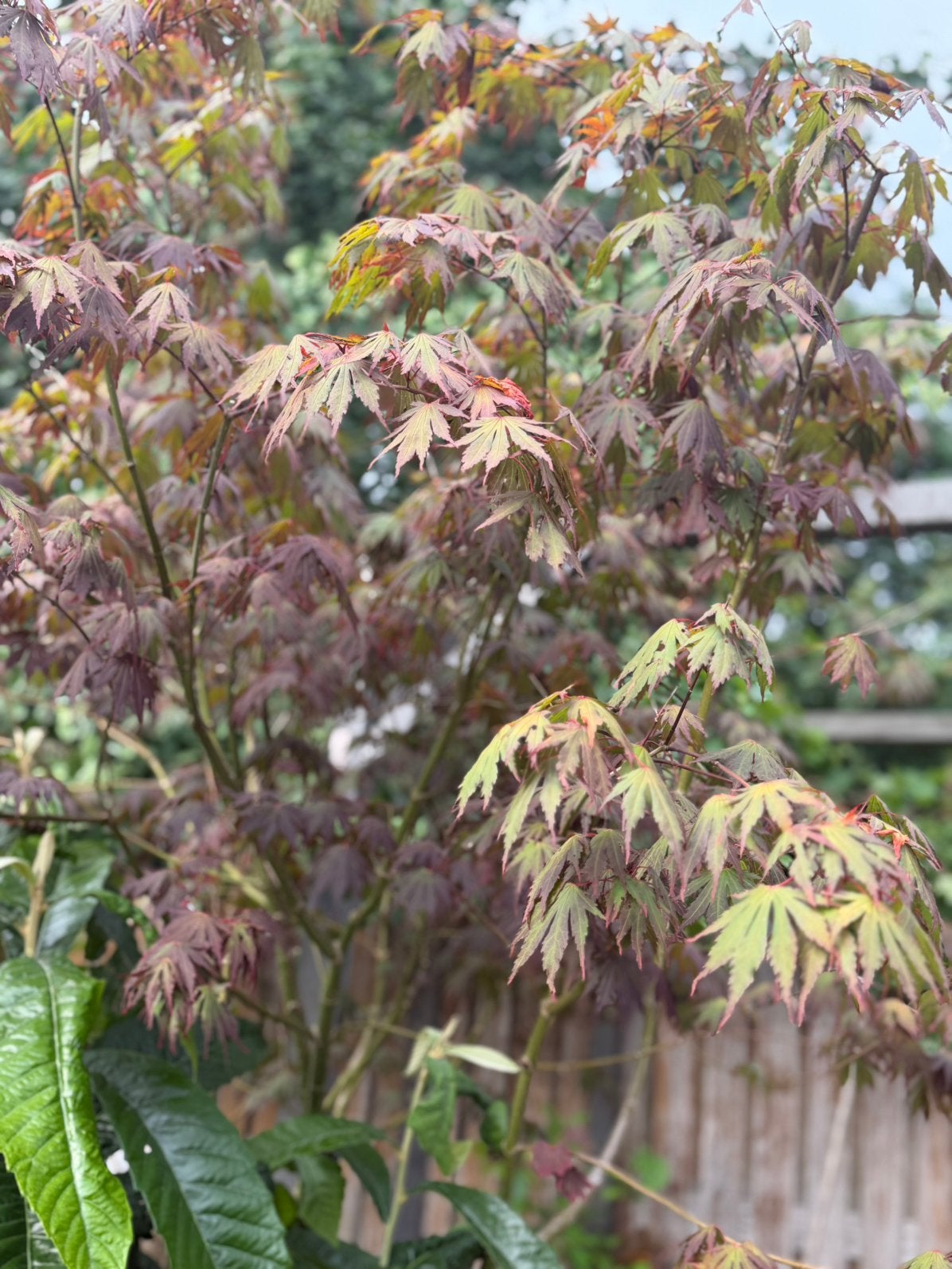 Japaanse Esdoorn te koop, Tuin en Terras, Ophalen, Overige soorten, 100 tot 250 cm