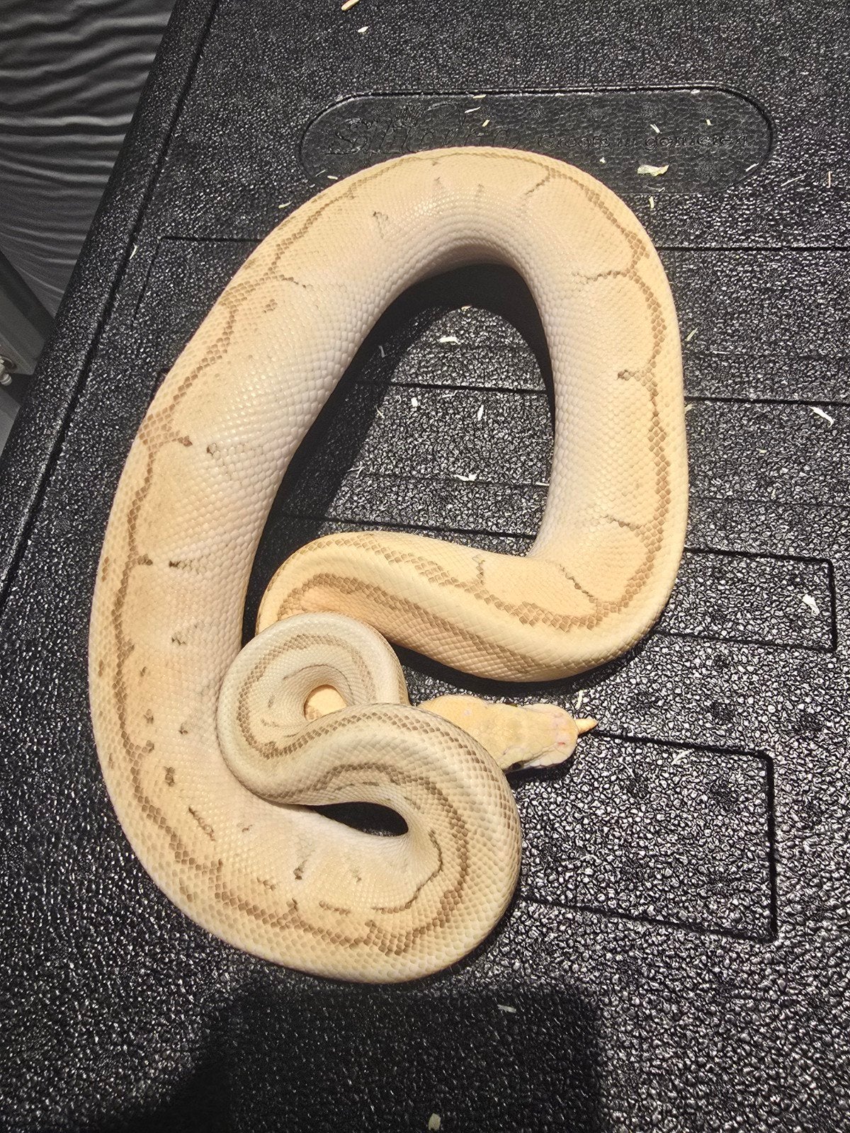 0.1 vanilla butter pinstripe pastel ball python, Dieren en Toebehoren, Slang, 0 tot 2 jaar