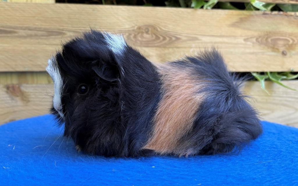 Peruvian Cavia (jong zeugje), Dieren en Toebehoren, Knaagdieren, Vrouwelijk, Tam, Maart, Cavia