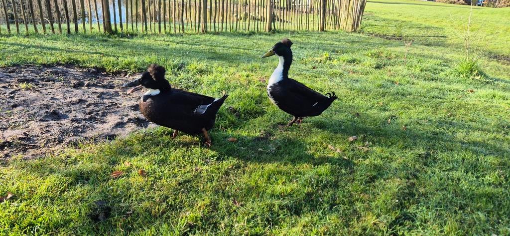 Broedeieren hollandse kuifeend, Dieren en Toebehoren, Pluimvee, Meerdere dieren, Eend