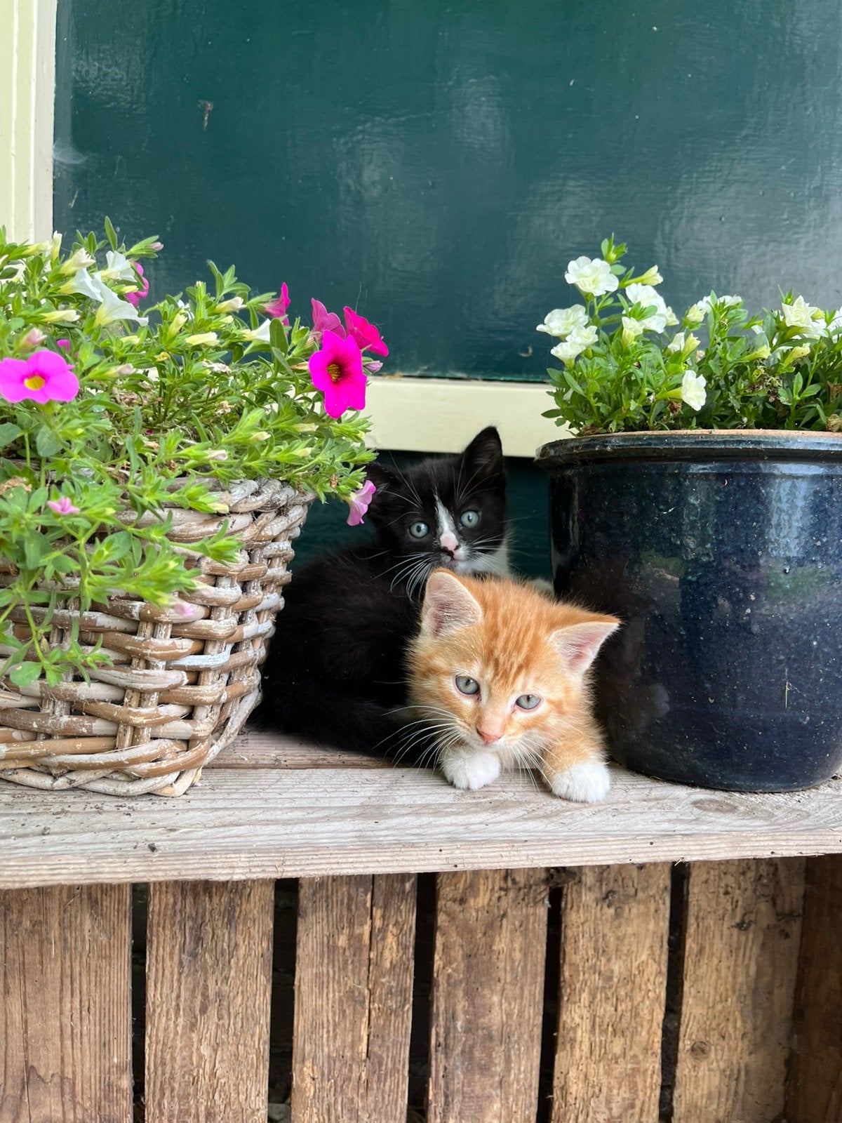 Lieve boerderij kittens, Dieren en Toebehoren, Katten en Kittens | Overige Katten, Meerdere dieren, Kortharig