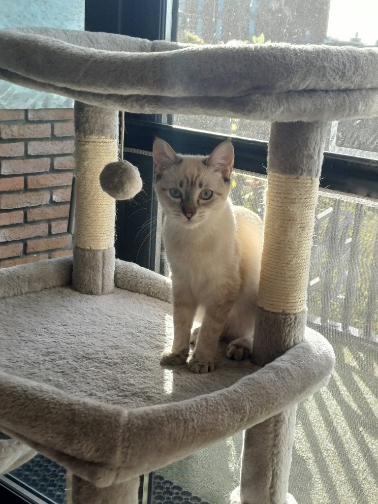MJM Dogs Foundation: Cookie is in Nederland, Poes, Kortharig, 0 tot 2 jaar