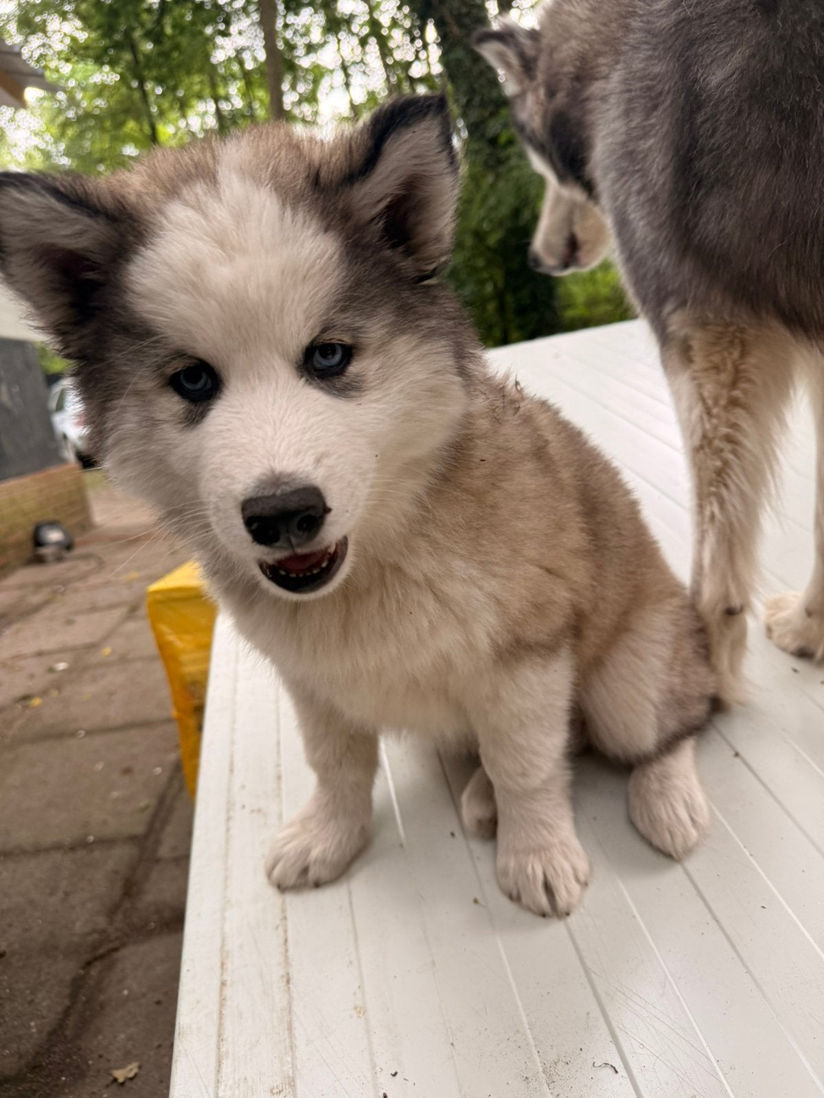 Puppy te koop, Particulier, Overige rassen, 8 tot 15 weken, Buitenland