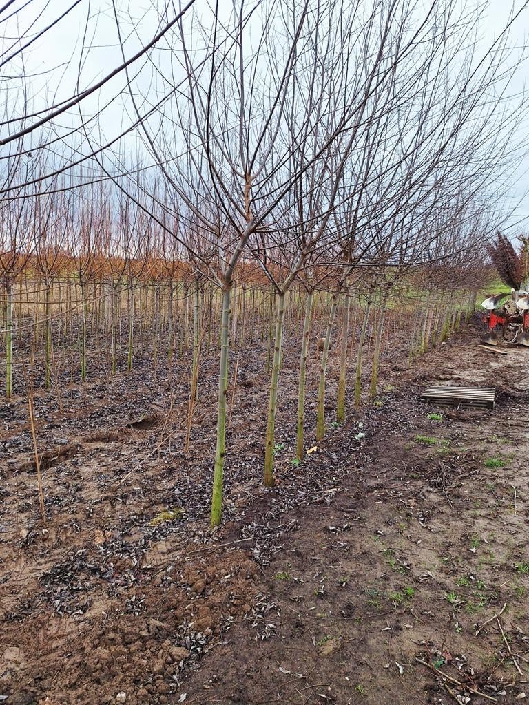 Salix alba (Knotwilg) 🌳, Tuin en Terras, Planten | Bomen, Overige soorten, Volle zon, Ophalen