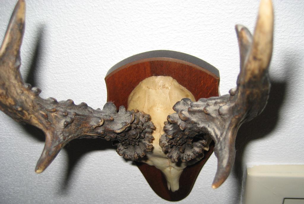 3 mooie ree geweien, Verzamelen, Dierenverzamelingen, Ophalen, Gebruikt, Hert, Gewei of Kop