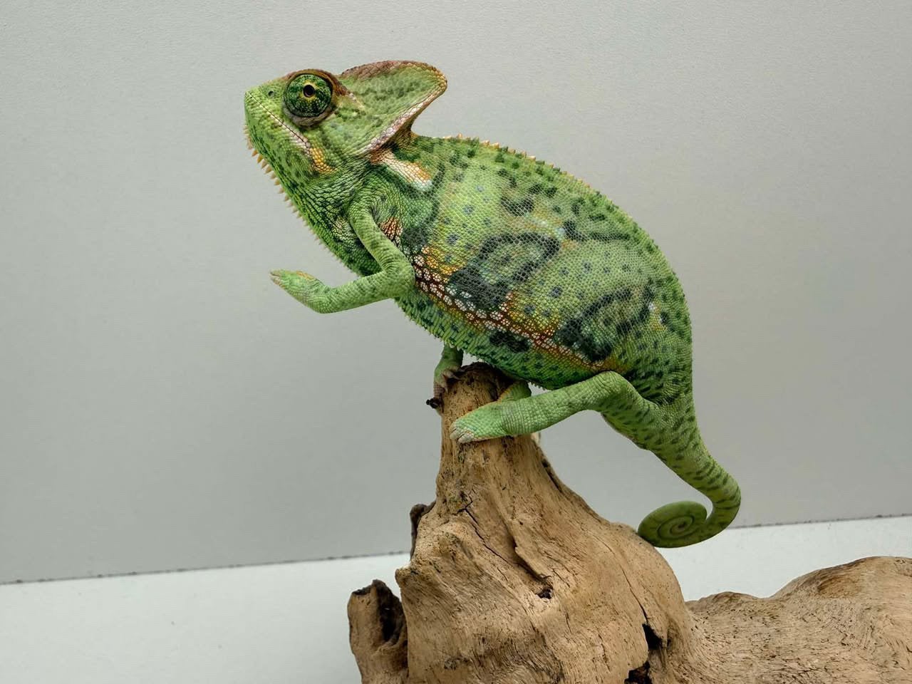 Jemenkameleon man Chameleon - male for sale from Joshua