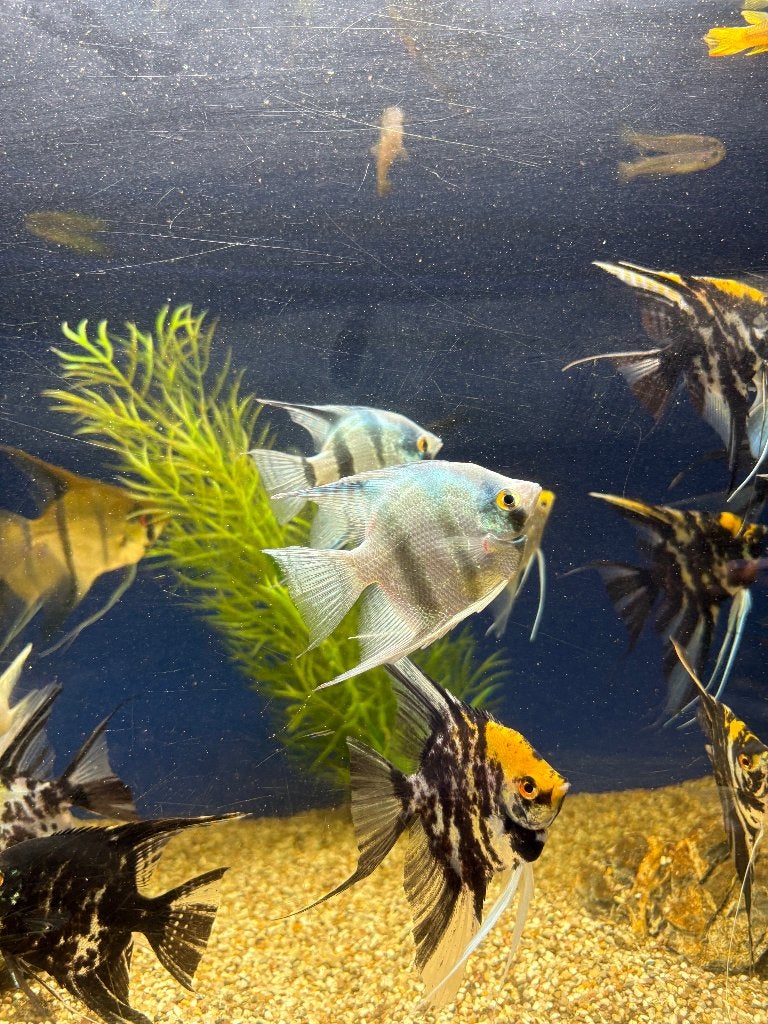Pterophyllum Scalare tri coler - Maanvis, Vis, Zoetwatervis