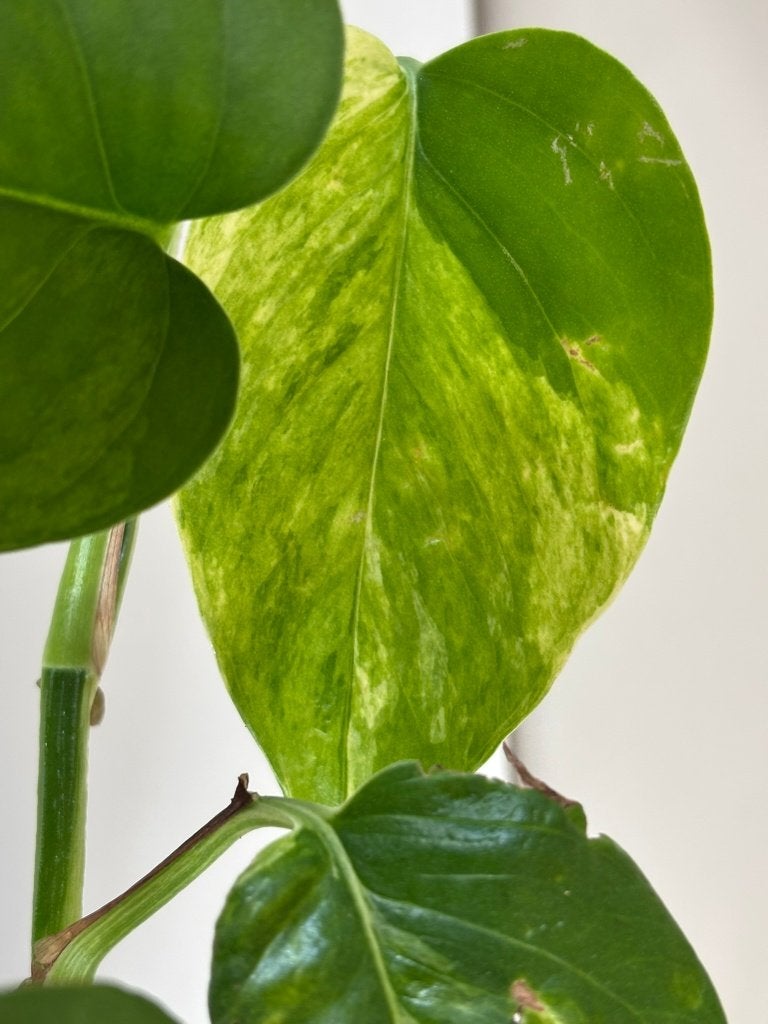 Epipremnum Aureum ‘Marble Queen’, Huis en Inrichting, Ophalen of Verzenden, Overige soorten, Halfschaduw, Minder dan 100 cm