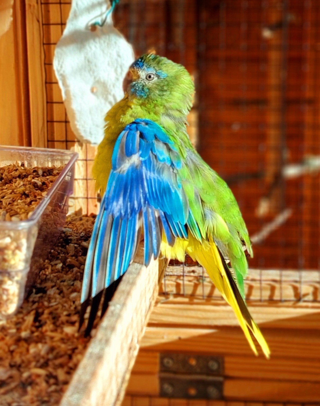 Turquoisines, Dieren en Toebehoren, Vrouwelijk, Parkiet