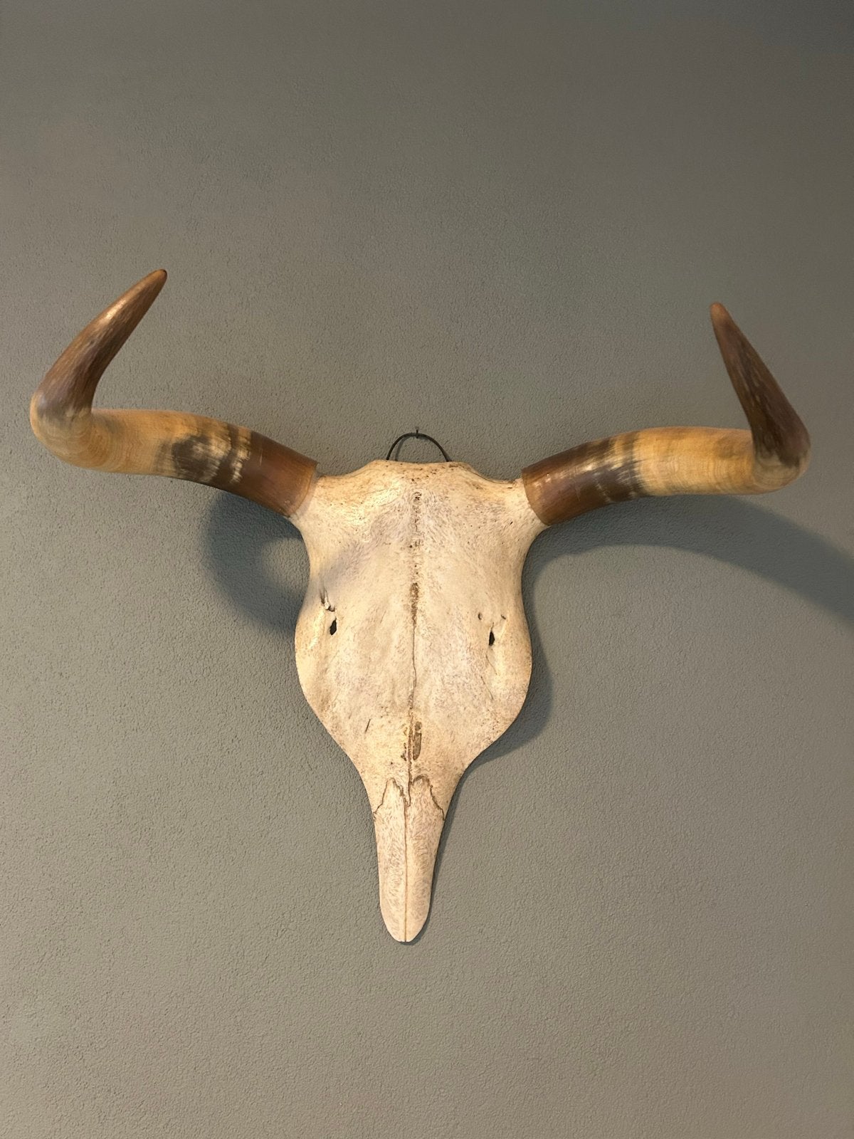 Schedel met hoorns, Ophalen of Verzenden